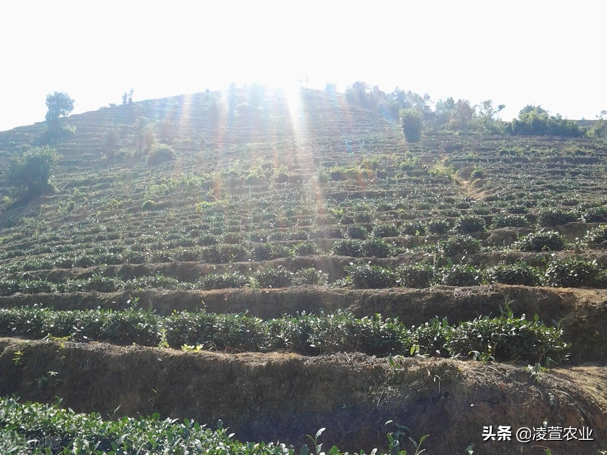 Green tea, with a more famous name oolong tea, has a history of more than 1,000 years iNEWS