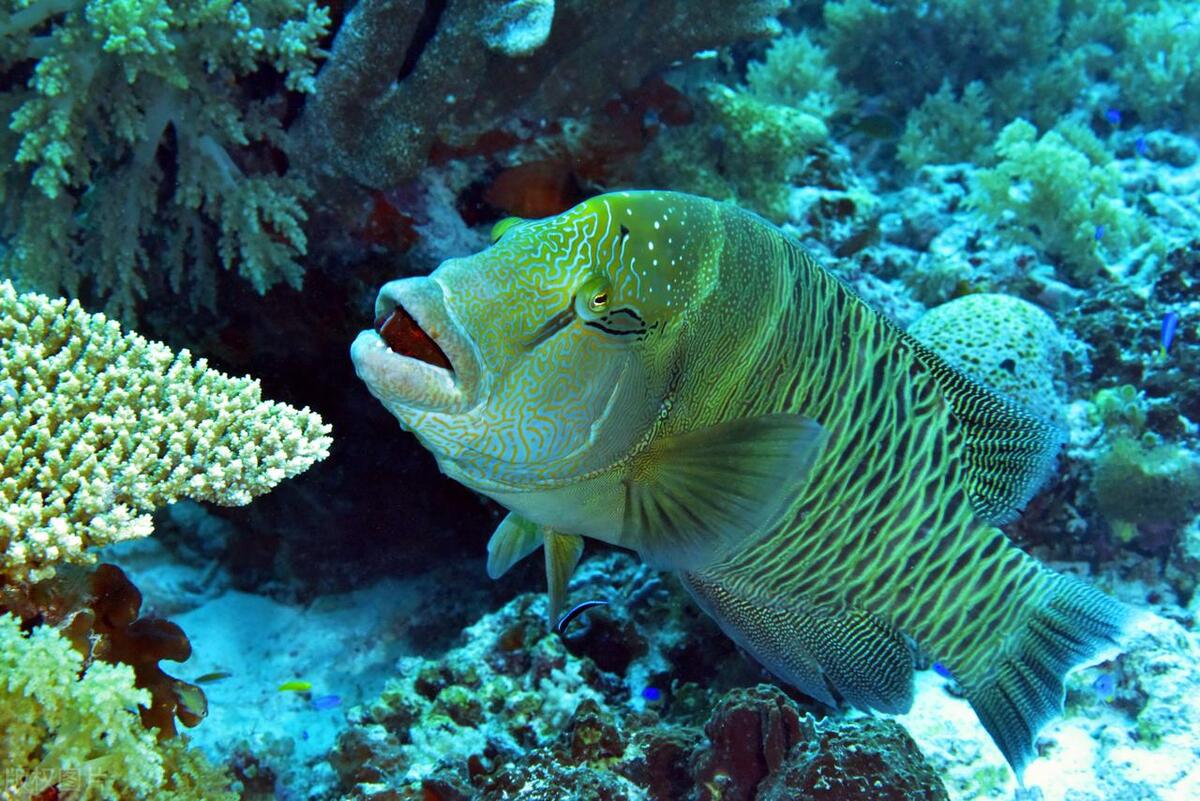 World Reef Fish What is the largest reef fish, a wreck or a whale? - iNEWS