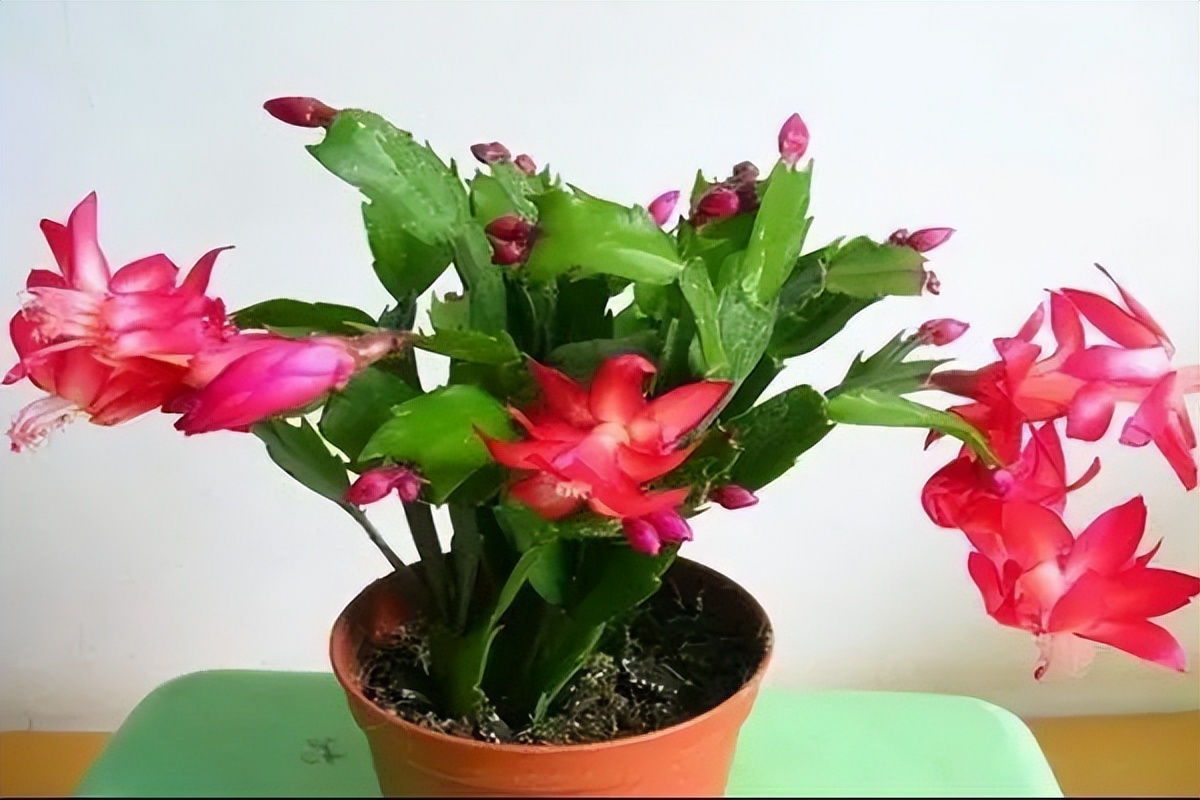 How to keep crab claw orchid in bloom iNEWS