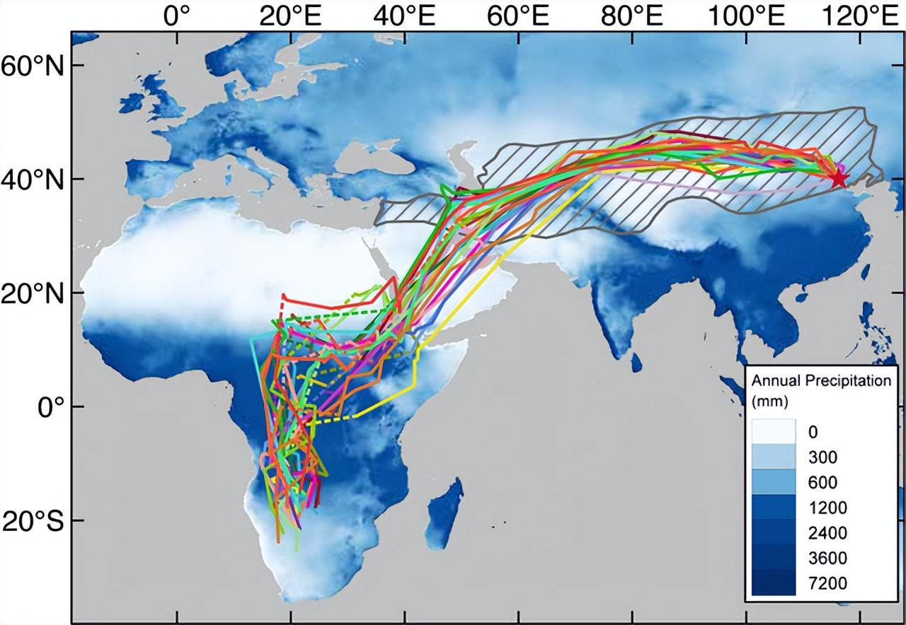 Swallows fly to the south for winter every year, so where is the south ...