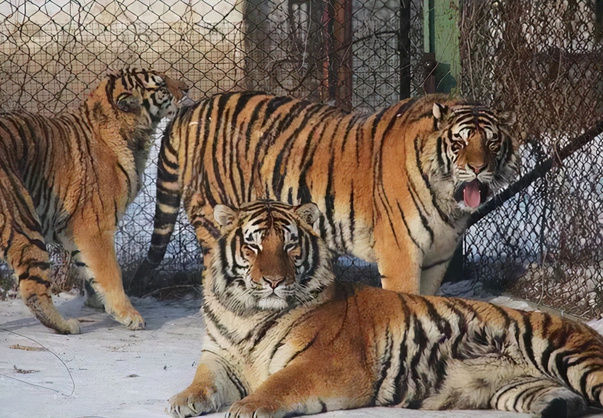 The number of wild Siberian tigers has dropped sharply. Why not