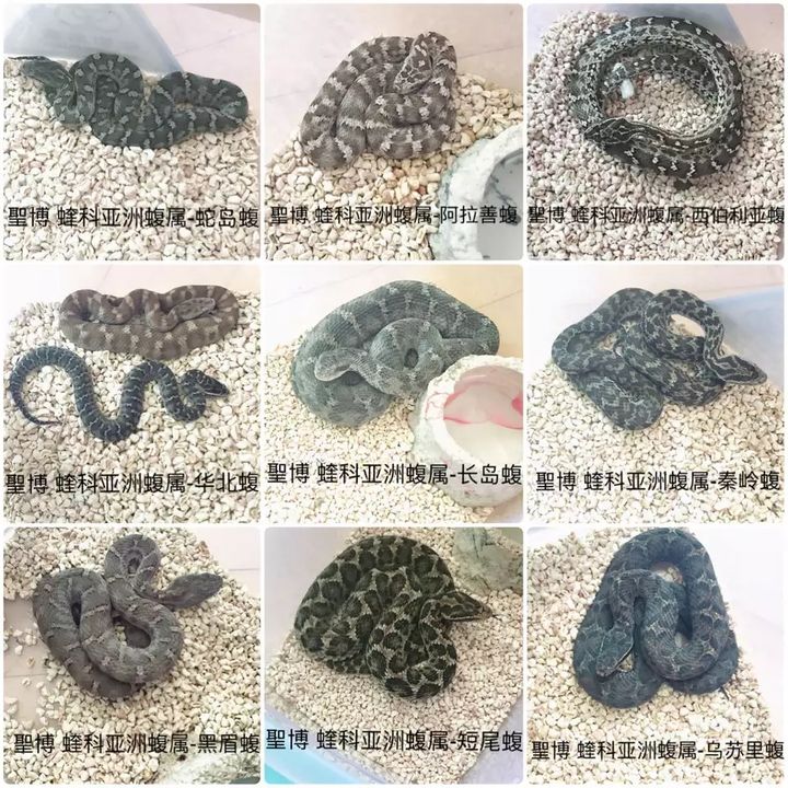 Common snakes in China (under the highly venomous snake) - iMedia