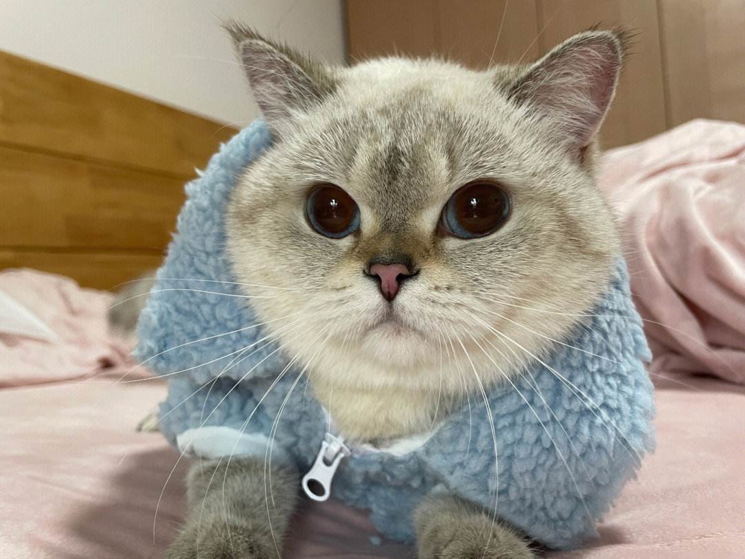 How to help cats regulate their body temperature and avoid getting too