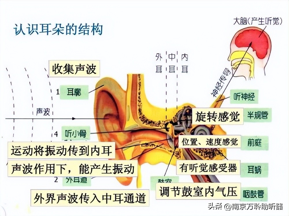 What is the auditory system of the ear like and how does it perceive
