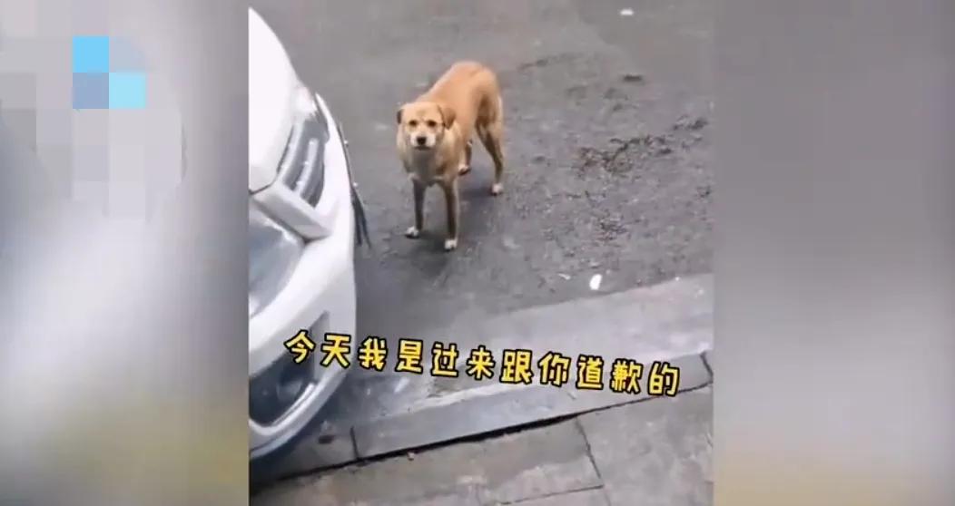 How much grudge a dog can hold iNEWS