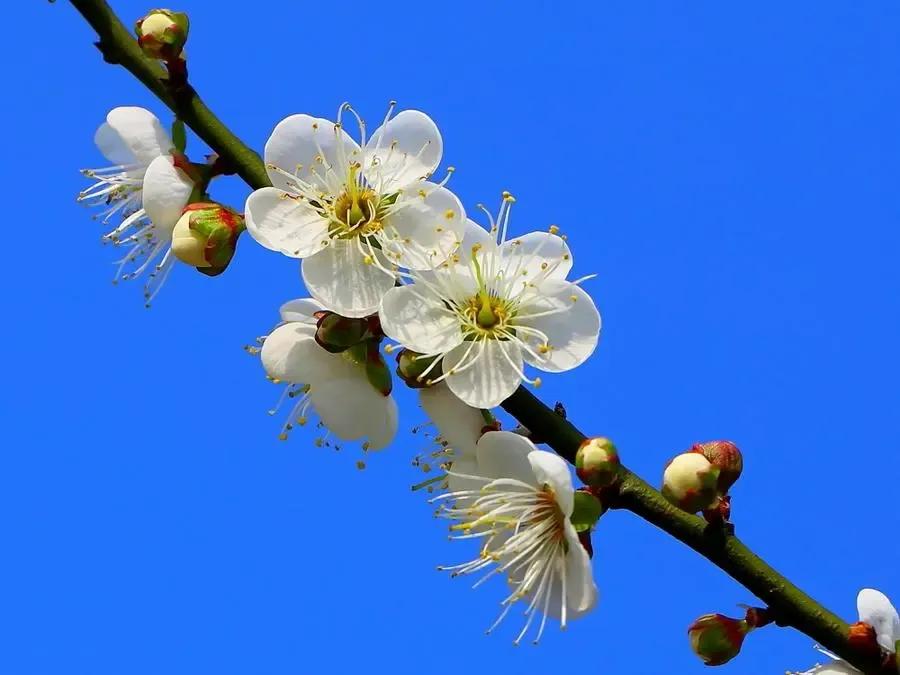 Do you know the flower language of these flowers? iNEWS