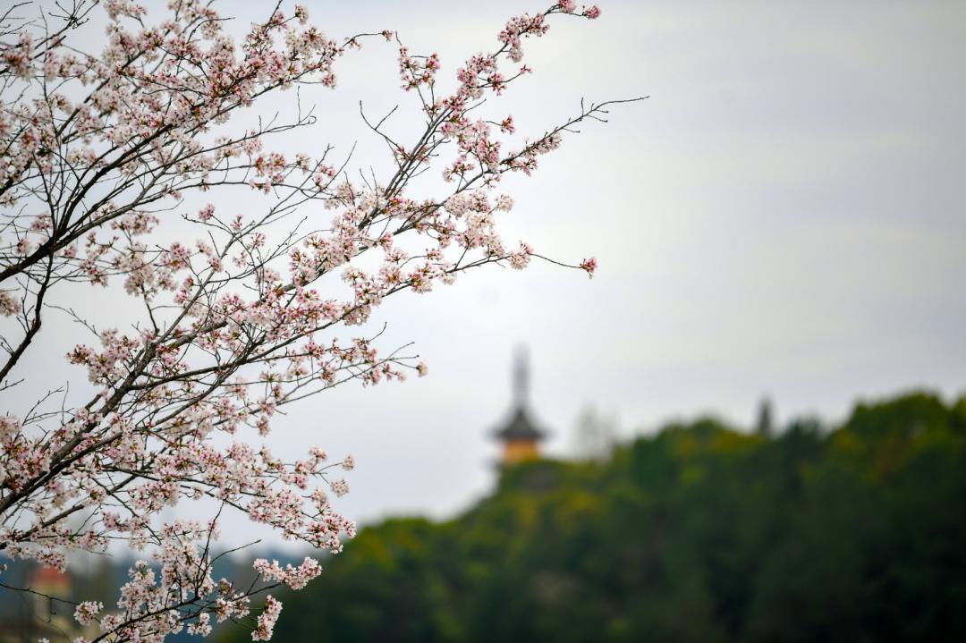 Lin'an Changhua: There is spring in my heart, and spring is everywhere ...