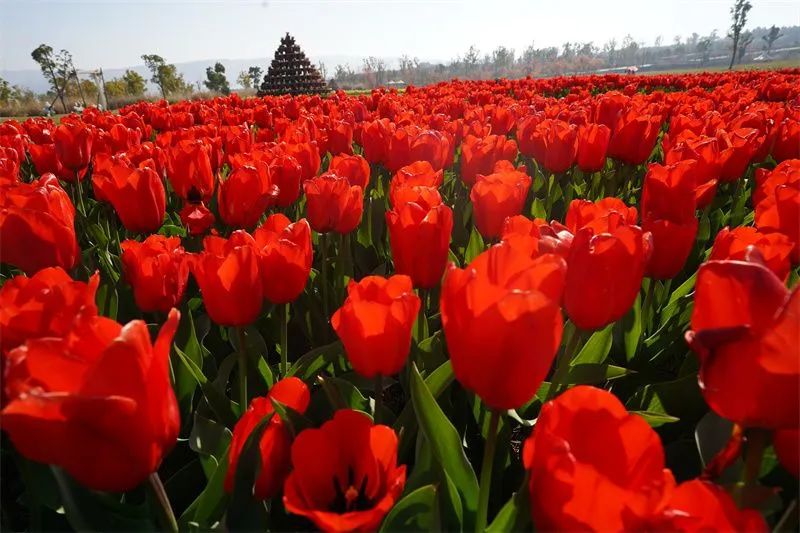 [50 small things to check in when you come to Honghe] 