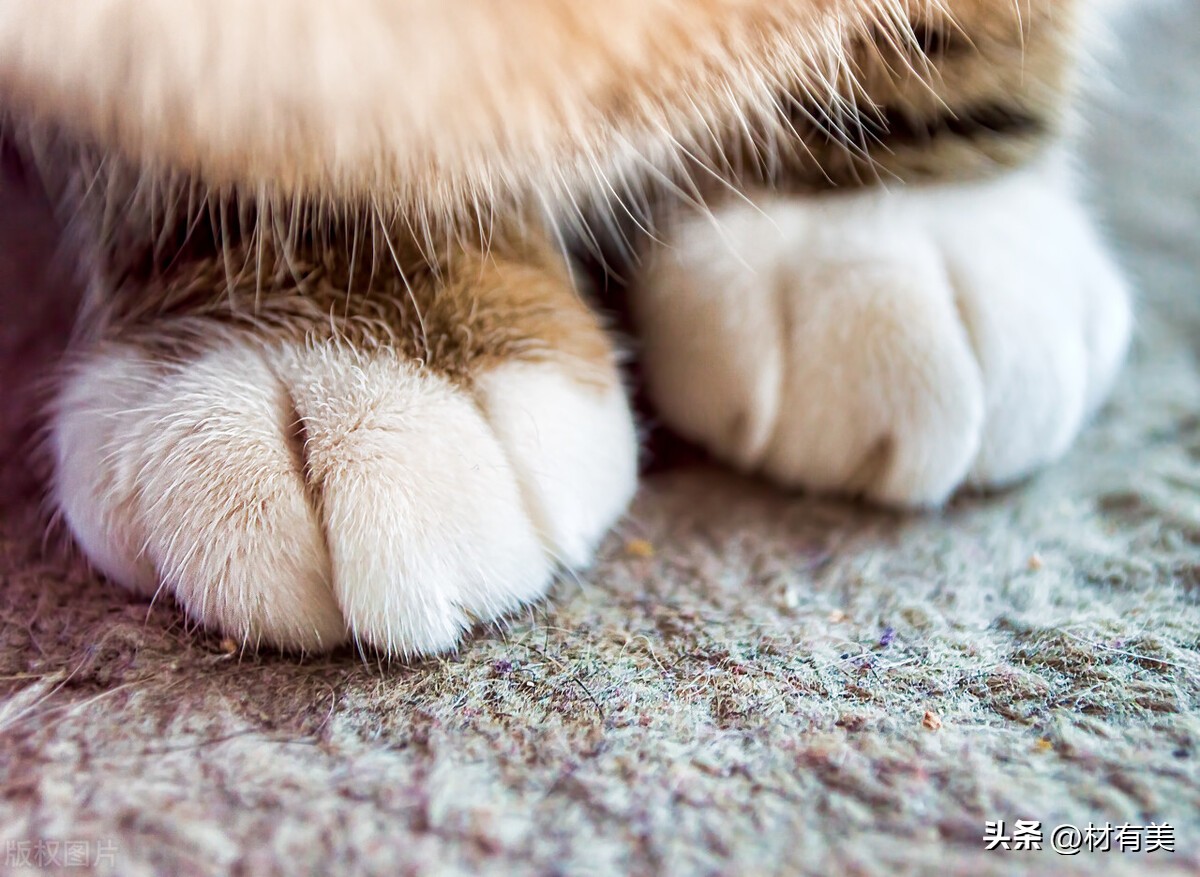 Is it bad to declaw a cat? iNEWS