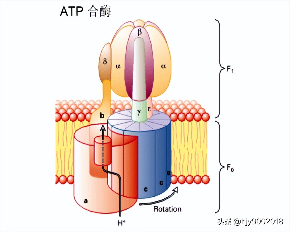 biochemical coupling mechanism - iNEWS