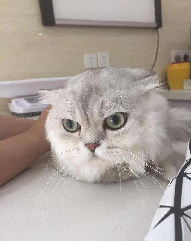 Daily Answer Cats are getting thinner and thinner, have you learned