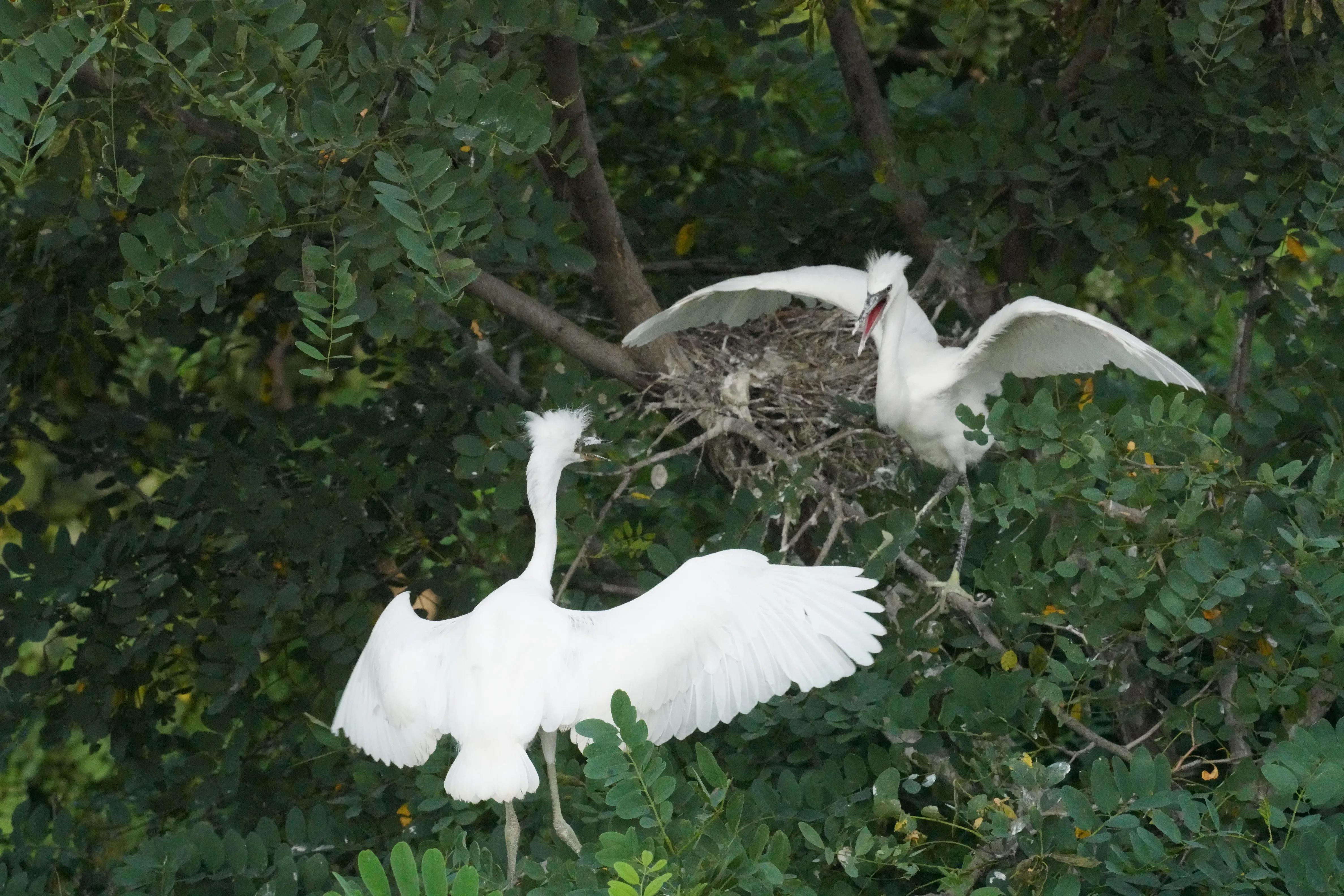 Baby egret grows up - iNEWS