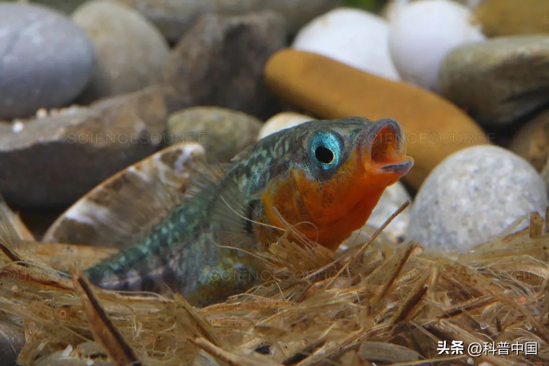 Look what, have you ever seen a fish that can build a nest? - iNEWS