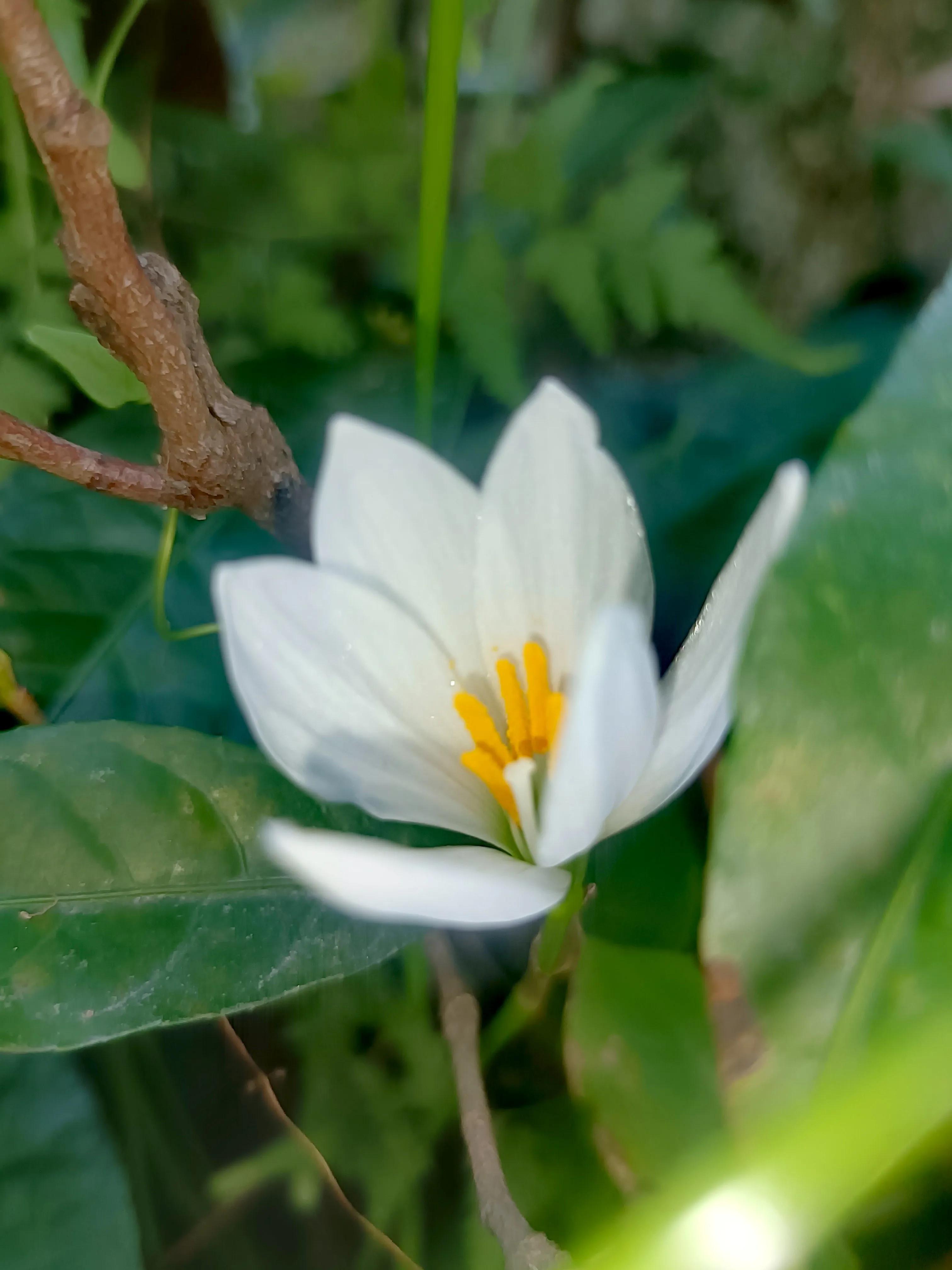 The bright white petals of the onion lotus, the bright yellow stamens