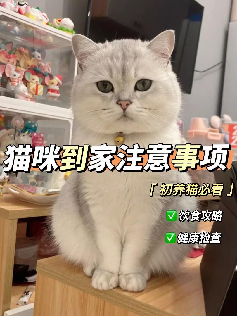 A complete guide to raising cats for beginners!An article to learn