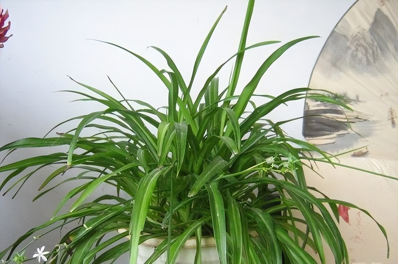 How to remove formaldehyde left over from decoration? iNEWS