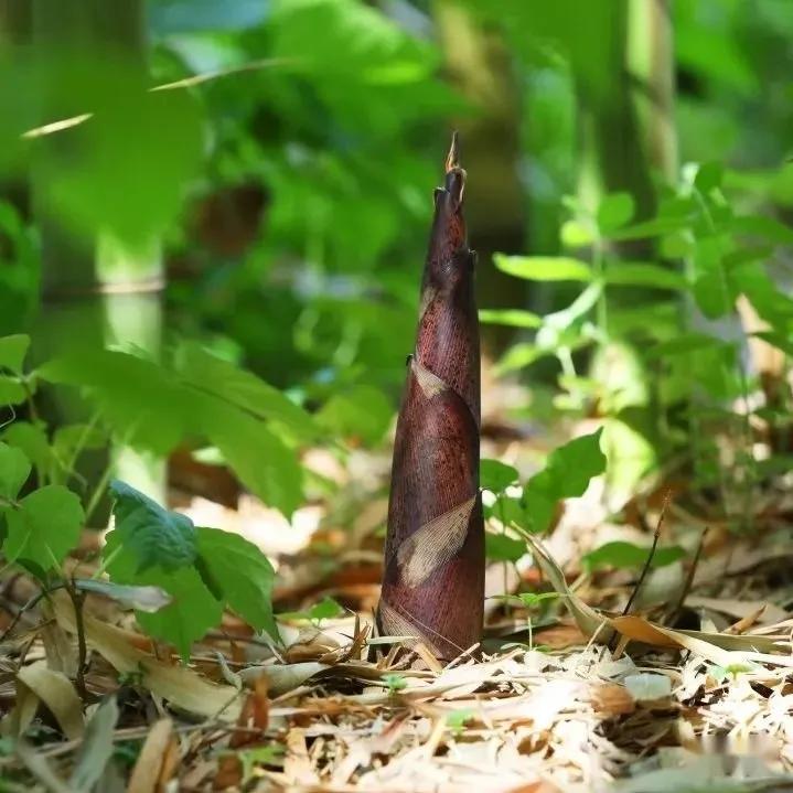 Have you eaten bamboo shoots this spring? iMedia