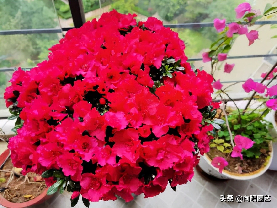 Why don't rhododendrons bloom?When I bought it, it burst open and left