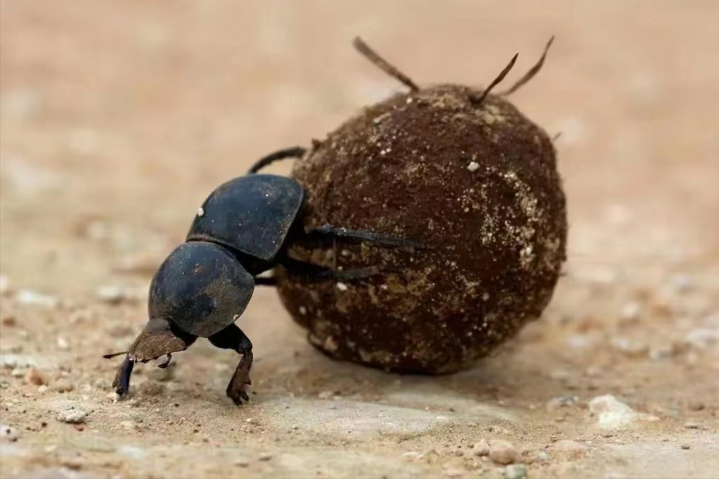 Why do dung beetles roll dung balls instead of eating the dung?Where is