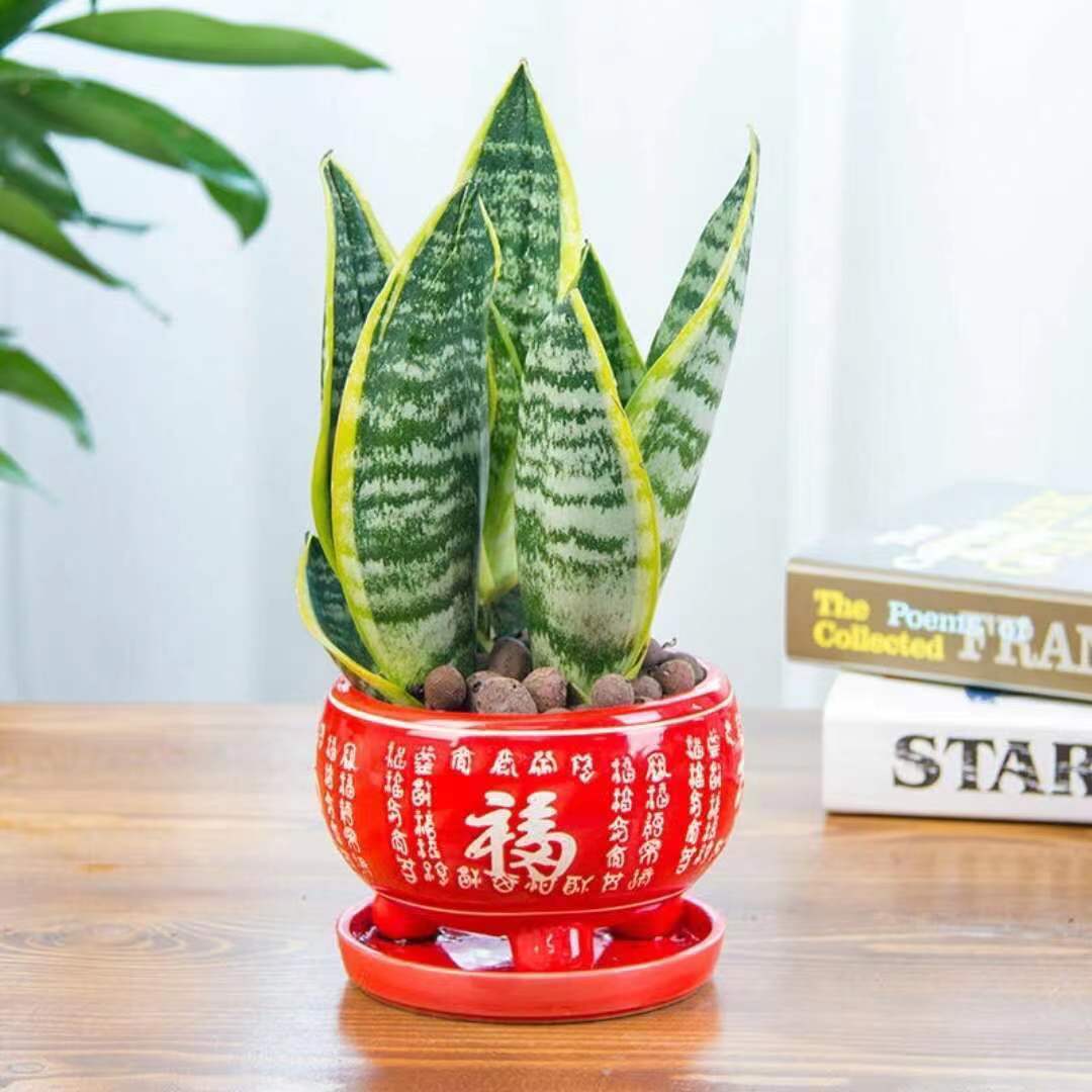 4 kinds of "tiger flowers" that cannot be missed in the Spring Festival