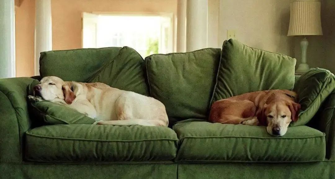 5,000 sofas kill 20,000 mattresses?Why is it better to sleep on the