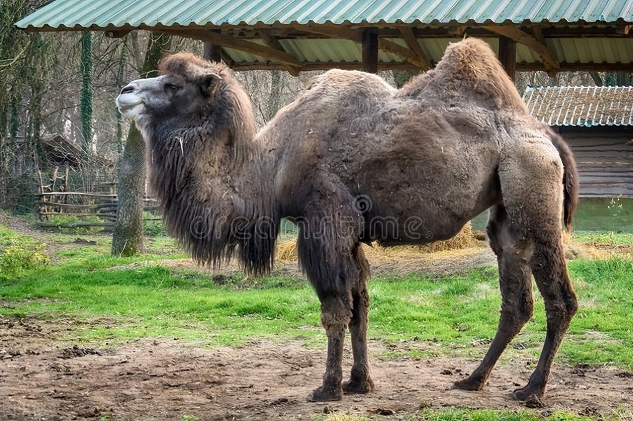 To eliminate more than 1 million camels!Australia carefully arranges