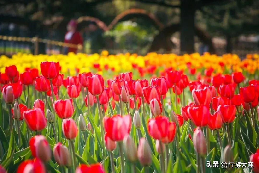 Accept this Qingming outing guide and meet the most beautiful April day ...