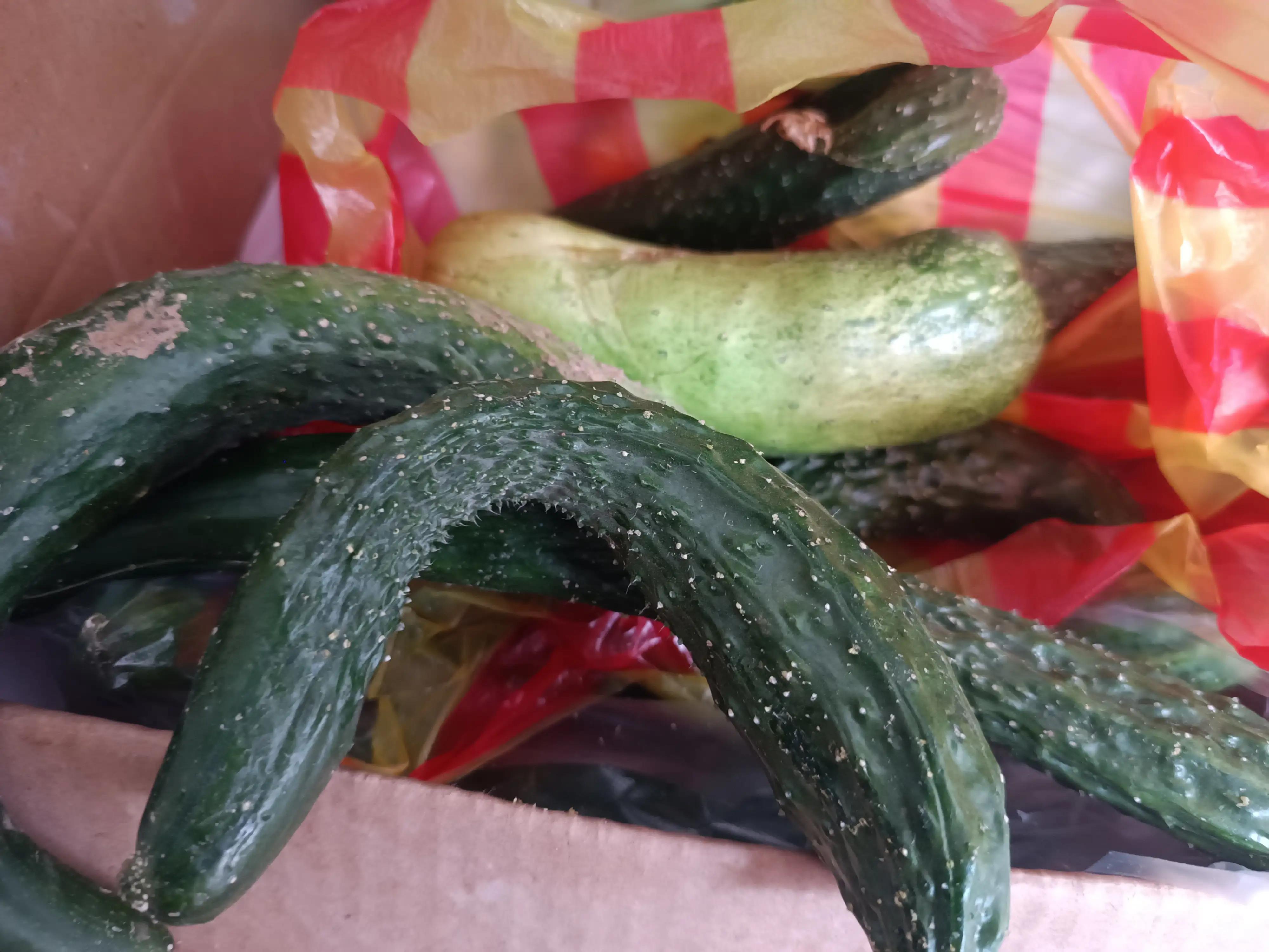 The Most Unexpected Swaggy Cucumber Leak Ever - utv3kq7