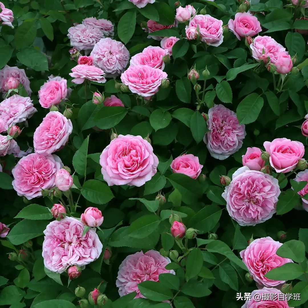 Rose flowers bloom, do you know how to take good photos of rose flowers