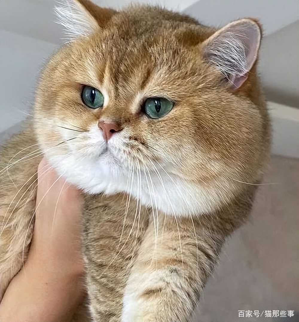 British Short Gold Gradient iNEWS