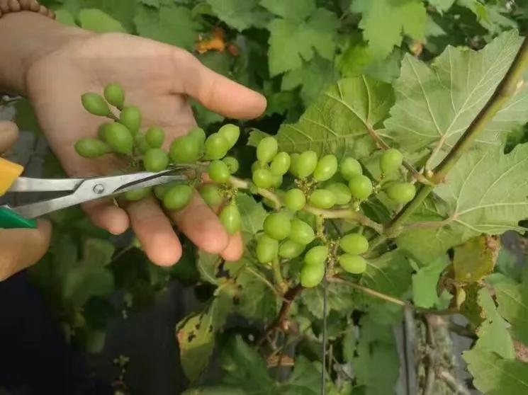Grape Reduction The benefits of grape thinning are many, the time is different, the ...