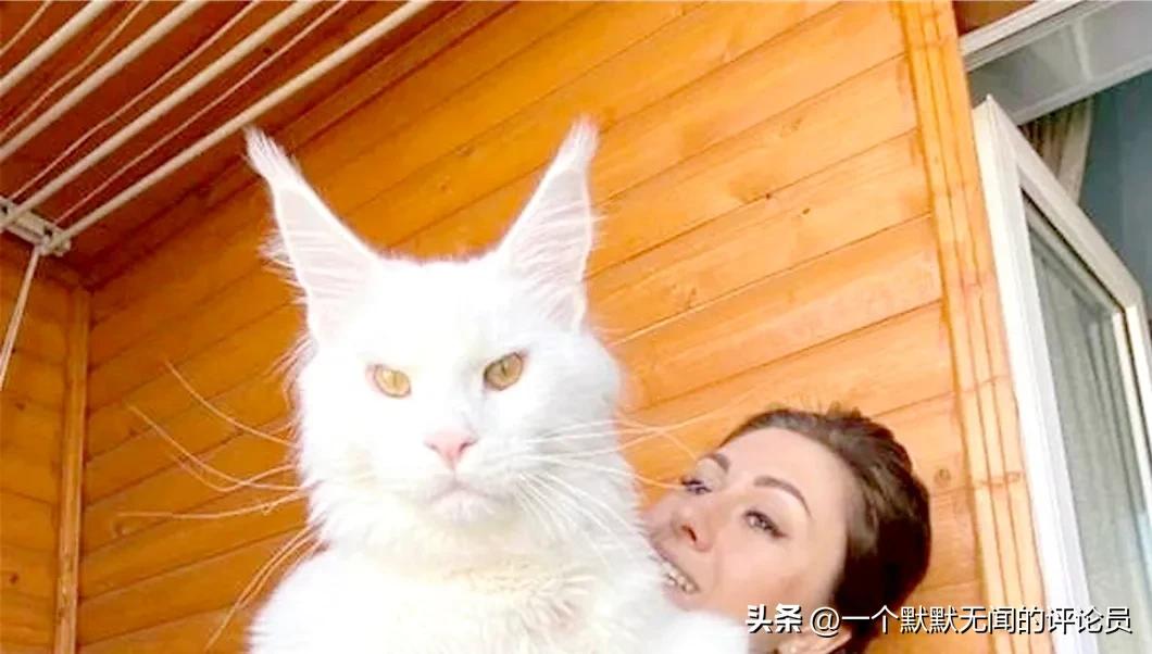 Anecdote Russian giant cat Kefir is as tall as a 4yearold child