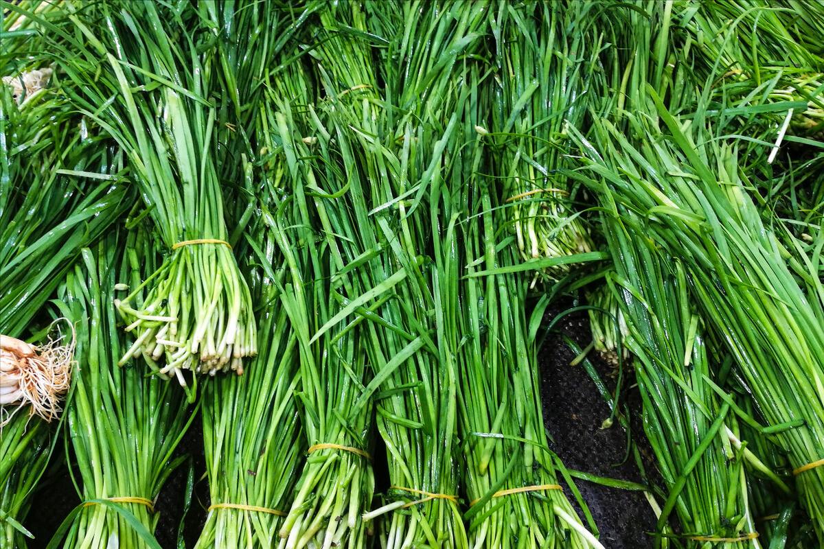 What is the difference between "leek", "leek yellow" and "leek moss