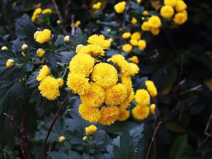 寒菊 冬菊 Mp头条