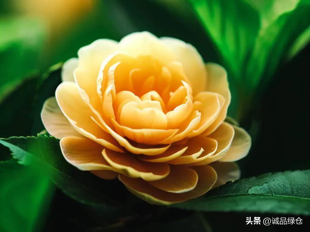 The secret of camellia leaves turning yellow and falling off uncovering the four major
