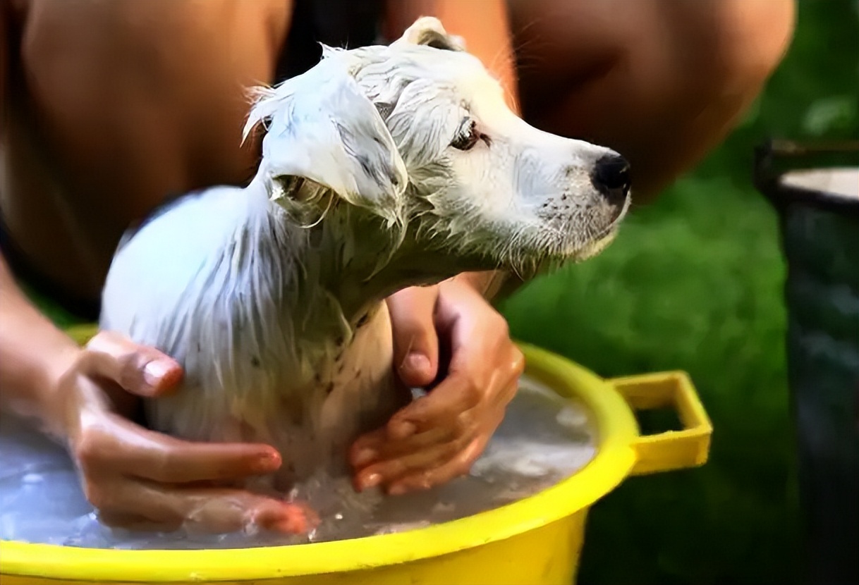 What should I do if the Chinese pastoral dog's hair is too rough? iNEWS