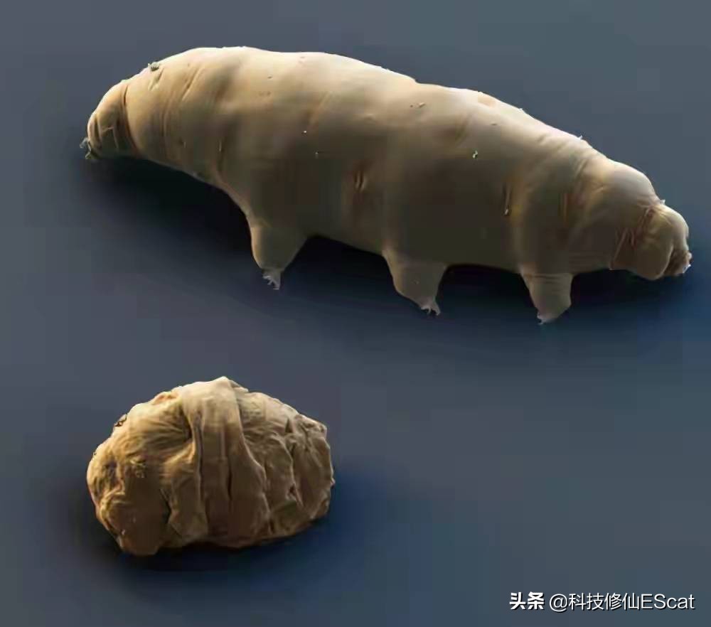 "Quantum water bear insect" Live animals realize quantum entanglement