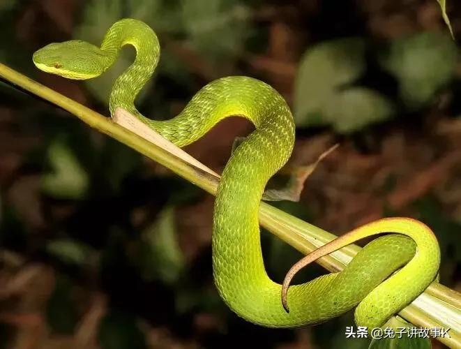 Why do snakes shed their skin iMedia