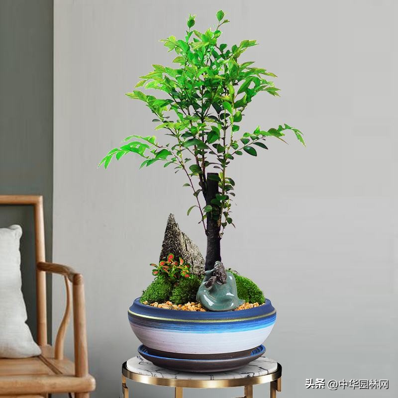Smallleaf rosewood bonsai is easy to grow, how to grow it iNEWS