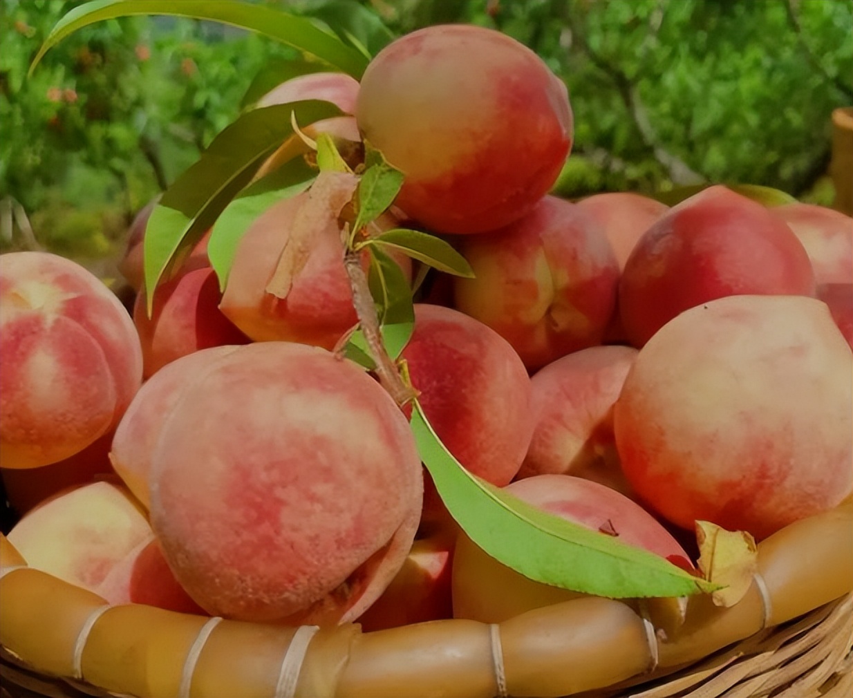 It is good to eat peaches in summer. Can diabetics eat them?Suggestion