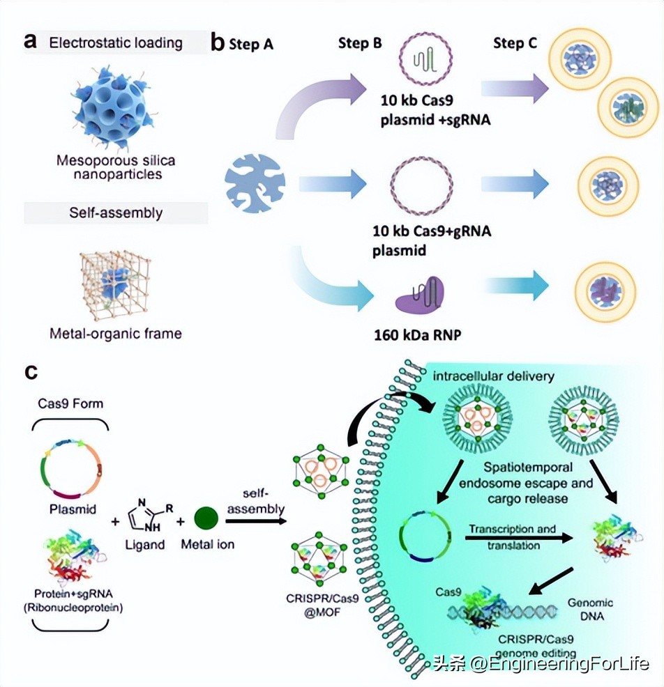 See how nanobiomaterials can drive gene editing? - iNEWS