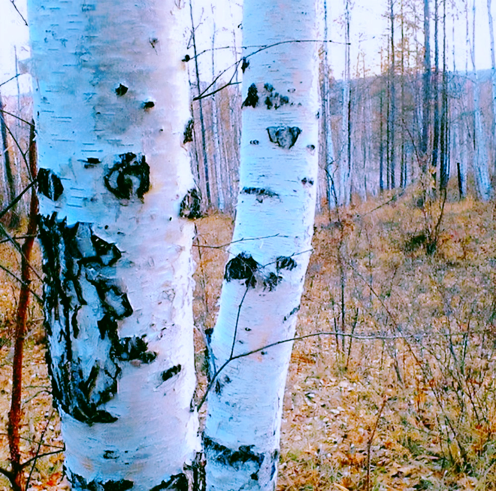 The hardest tree in the world, which can be made into aerospace