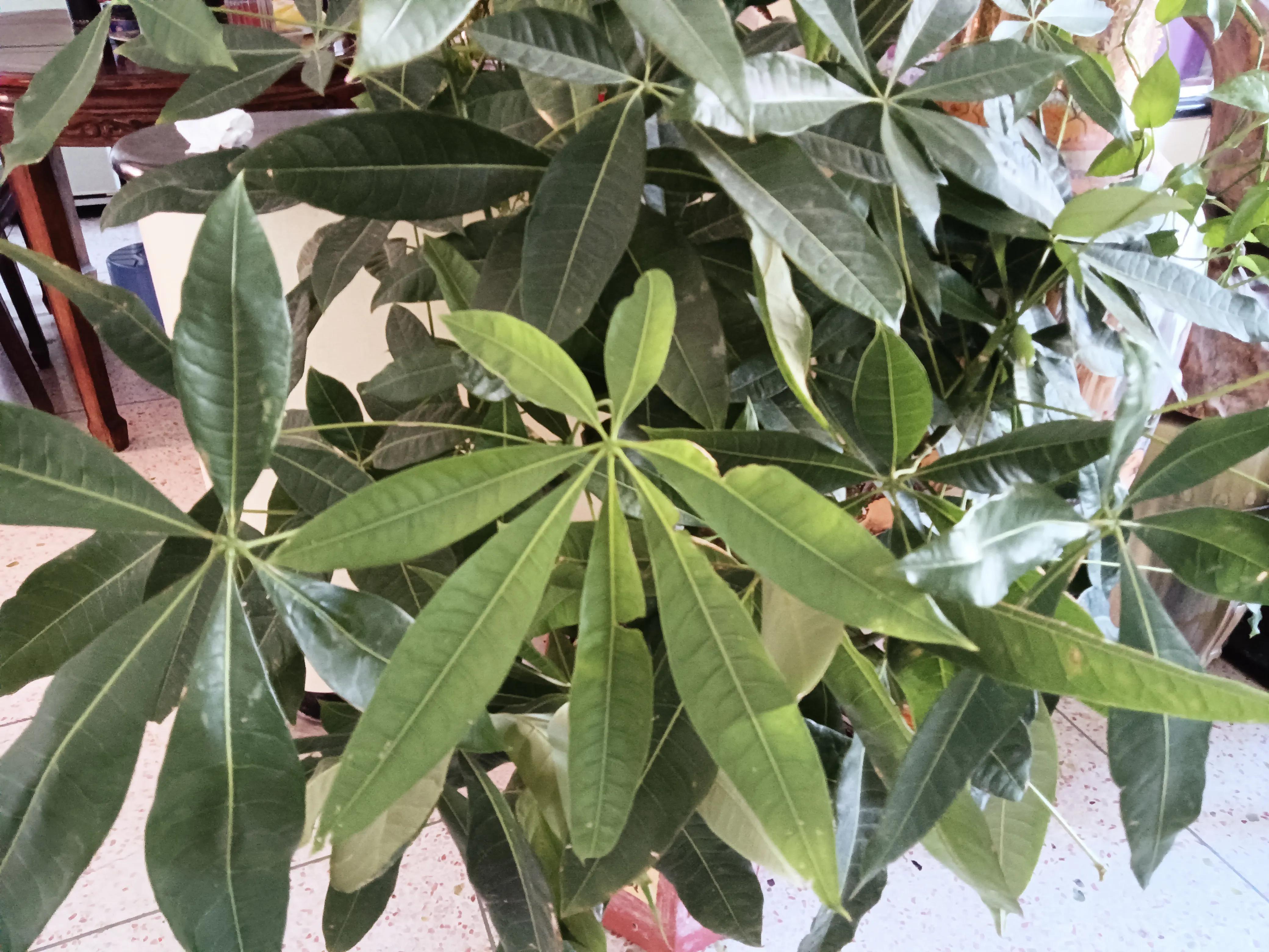 瓜栗,原來就是發財樹 - 資訊咖