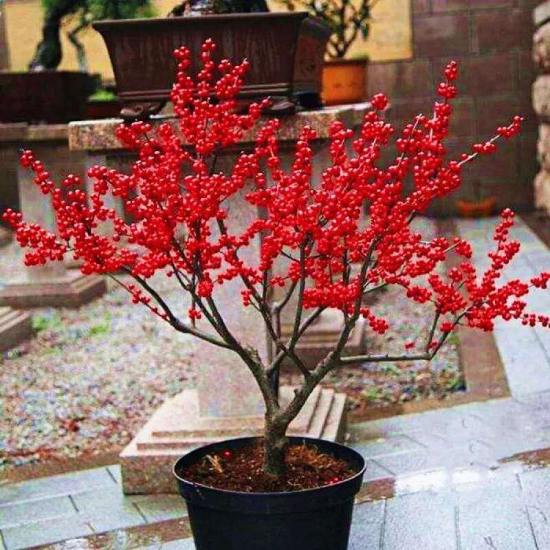Nine kinds of auspicious and happy New Year's Eve flowers are