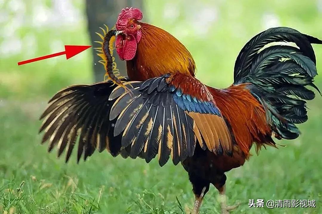 Why are chickens said to be the natural enemy of centipedes? iNEWS