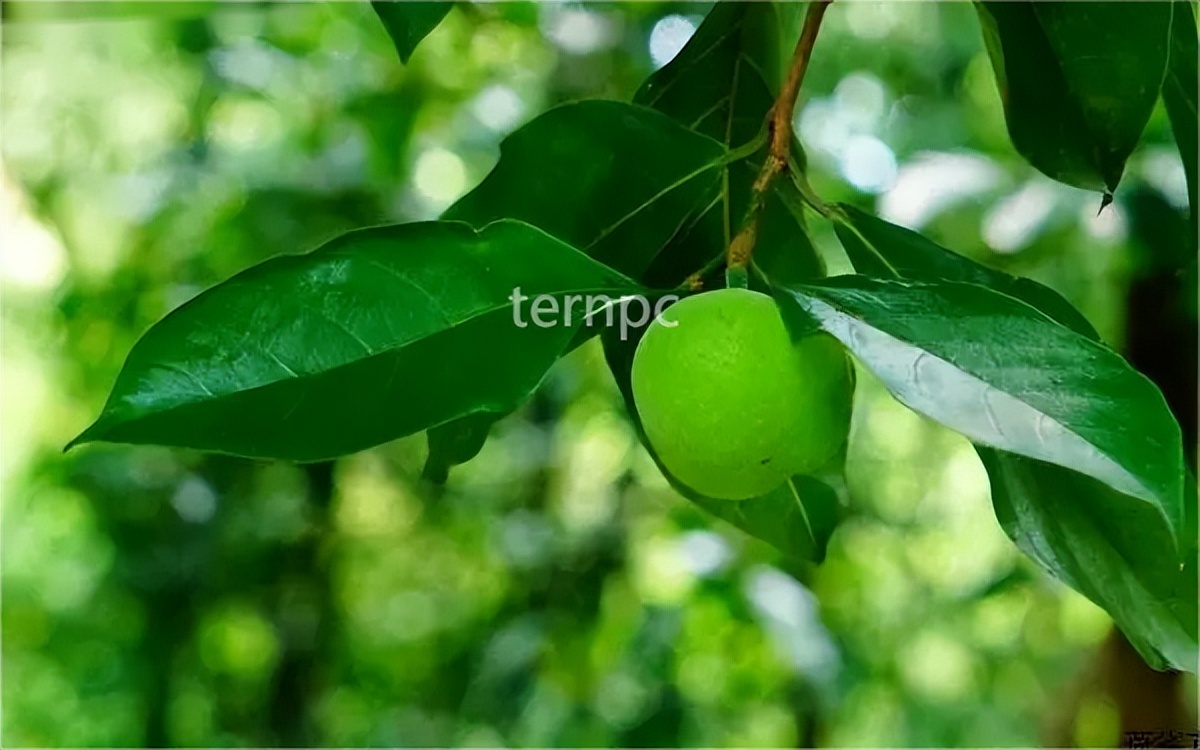 Valuable Tree Species Osmanthus glabra iNEWS