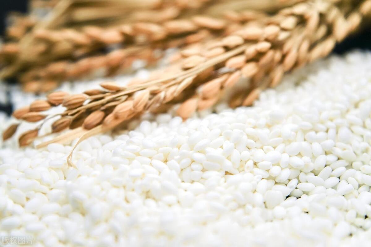 What is the difference between indica rice, japonica rice, and ...