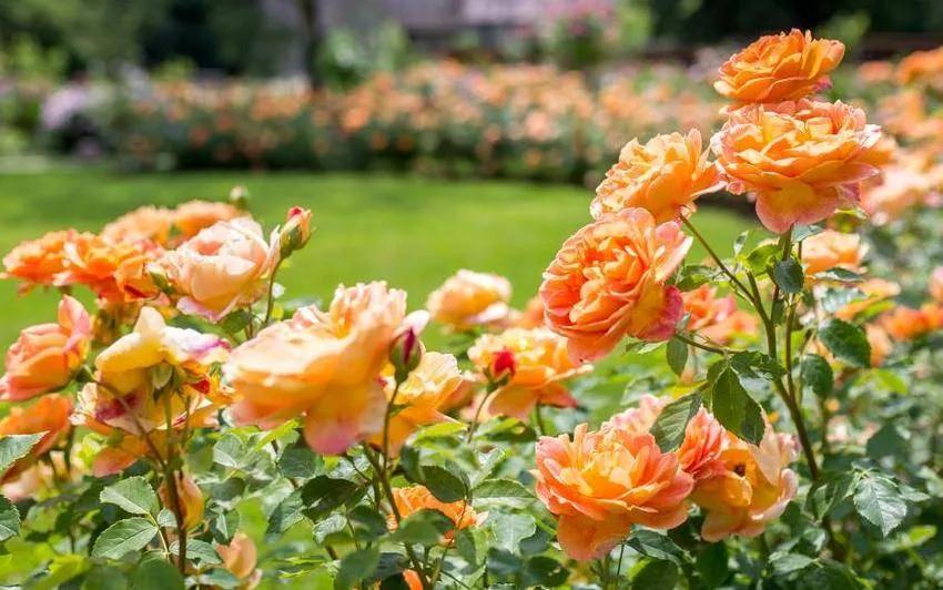 Why choose Like and Plant Rose iNEWS