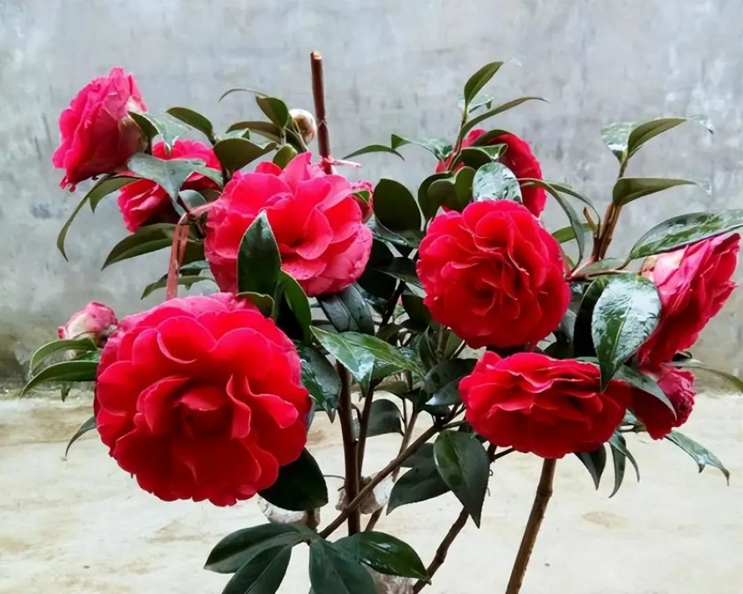 When raising camellias in autumn, keep in mind 5 key points, no yellow