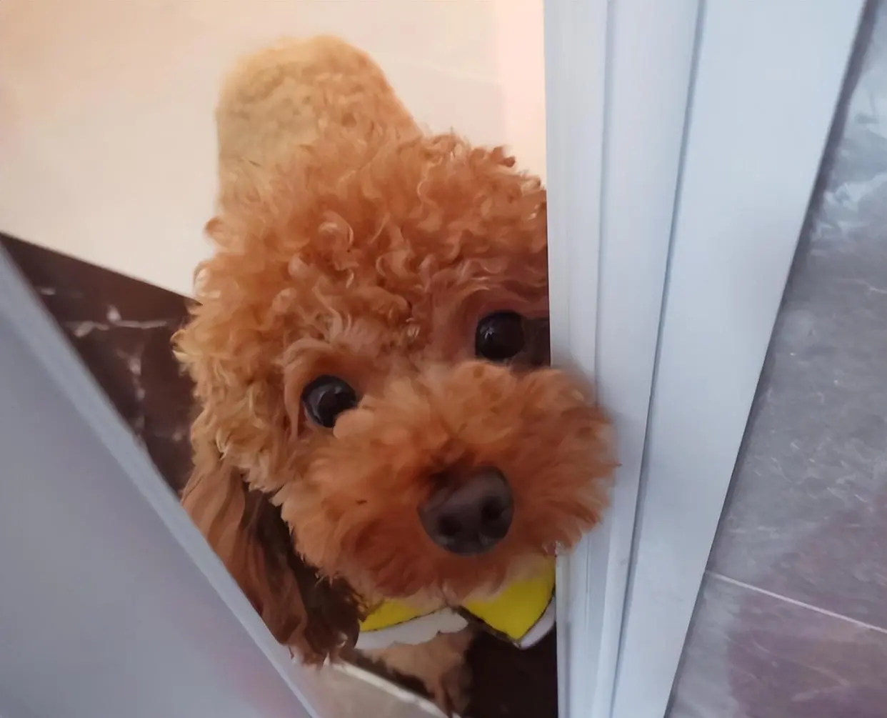 If a dog is dependent on its owner, there will be these 8 behaviors